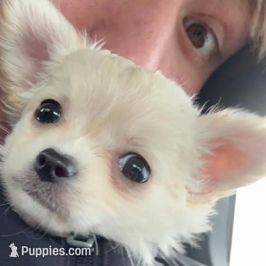 Polar Bear, a female Chihuahua for sale in Bowie, MD – Photo 2 of 7