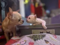 Polar Bear, a female Chihuahua for sale in Bowie, MD – Photo 5 of 7