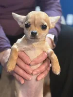 Tip JR, a female Chihuahua for sale in Bowie, MD – Photo 7 of 7