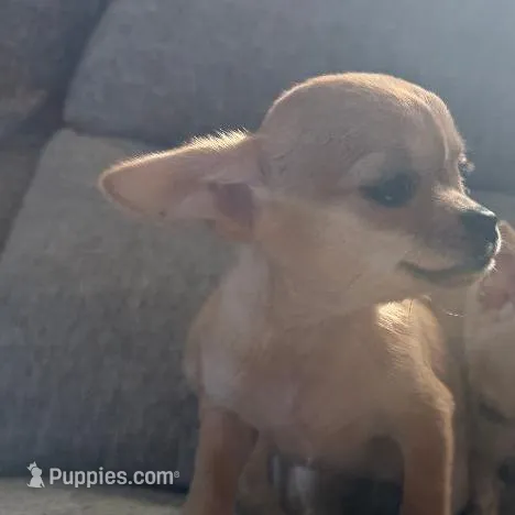 Tip JR, a female Chihuahua for sale in Bowie, MD – Photo 4 of 5