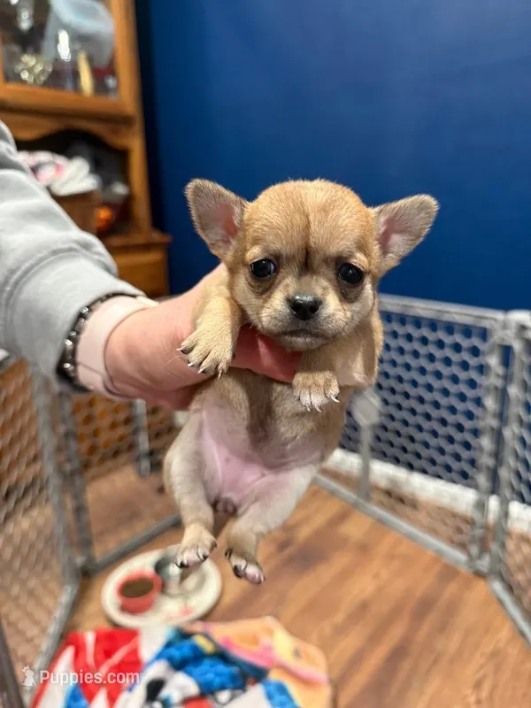 Tip JR – Chihuahua puppy for sale in Bowie, MD
