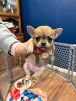 Tip JR, a female Chihuahua for sale in Bowie, MD – Photo 1 of 5