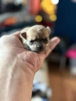 Tip JR, a female Chihuahua for sale in Bowie, MD – Photo 5 of 5