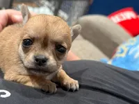 Tip JR, a female Chihuahua for sale in Bowie, MD – Photo 3 of 5