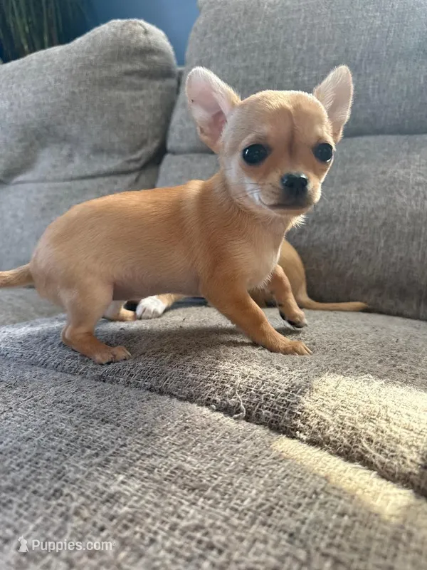 Tip JR – Chihuahua puppy for sale in Bowie, MD