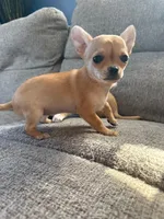 Tip JR, a female Chihuahua for sale in Bowie, MD – Photo 2 of 5