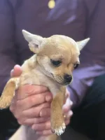 Tip JR, a female Chihuahua for sale in Bowie, MD – Photo 6 of 7