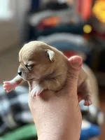 Pork Chop, a male Chihuahua for sale in Bowie, MD – Photo 3 of 4