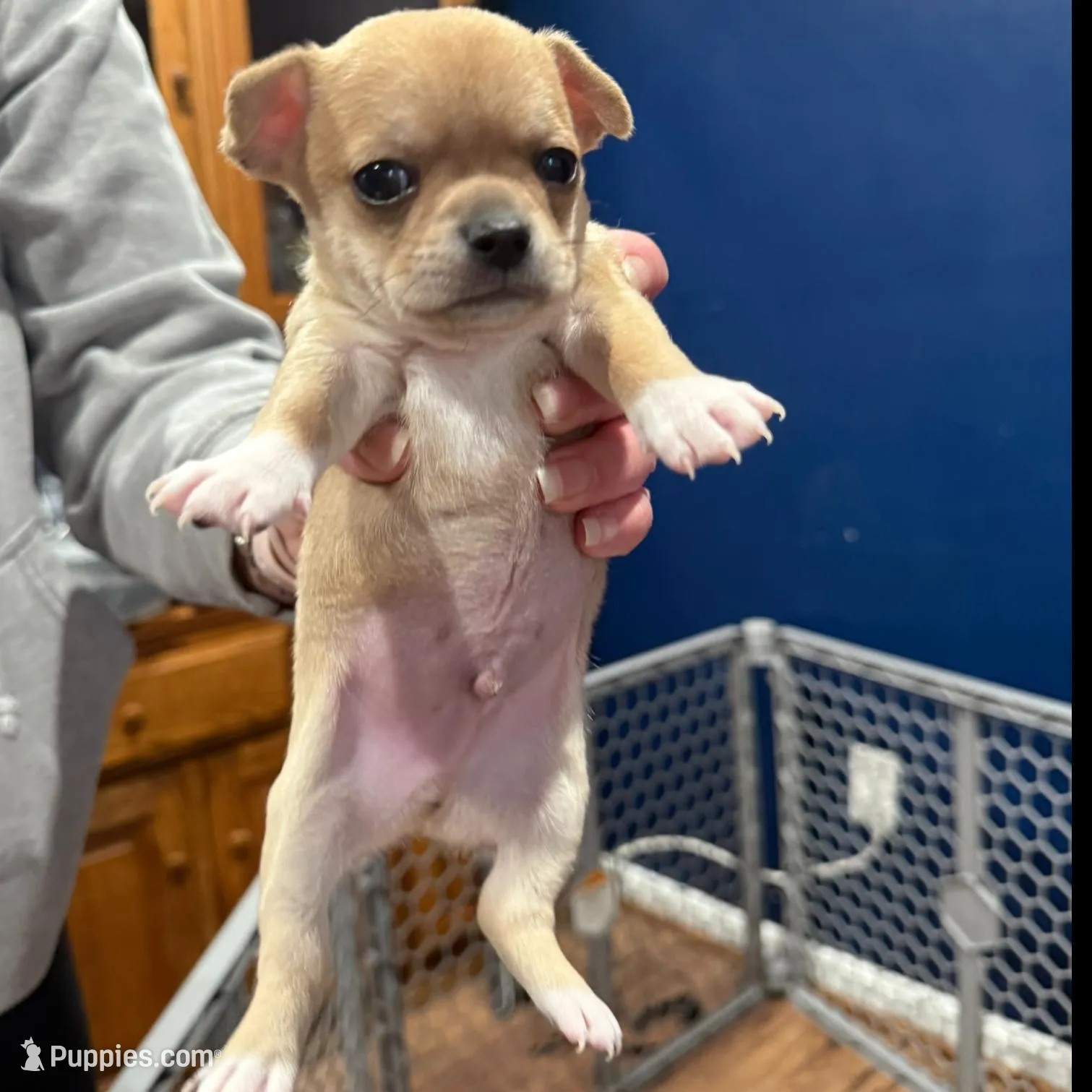 Pork Chop – Chihuahua puppy for sale in Bowie, MD