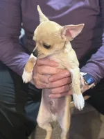 Pork Chop, a male Chihuahua for sale in Bowie, MD – Photo 2 of 6