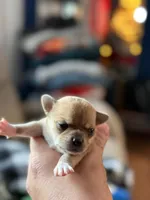 Pork Chop, a male Chihuahua for sale in Bowie, MD – Photo 4 of 4