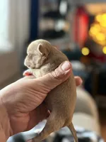 Pork Chop, a male Chihuahua for sale in Bowie, MD – Photo 2 of 4