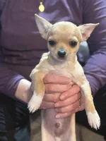 Pork Chop, a male Chihuahua for sale in Bowie, MD – Photo 1 of 6