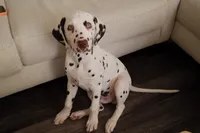 Lucas, a male Dalmatian for sale in Plano, TX – 3 of 4