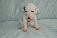 Lucas, a male Dalmatian for sale in Plano, TX – Photo 5 of 5
