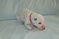 Lucas, a male Dalmatian for sale in Plano, TX – Photo 4 of 5