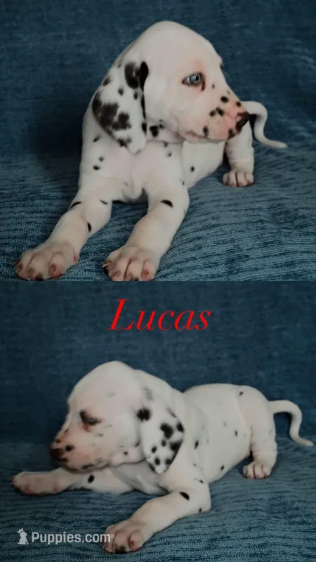 Lucas – Dalmatian puppy for sale in Plano, TX