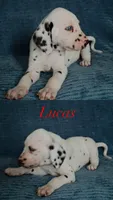 Lucas, a male Dalmatian for sale in Plano, TX – Photo 1 of 5