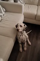 Lucas, a male Dalmatian for sale in Plano, TX – 2 of 4