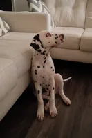 Lucas, a male Dalmatian for sale in Plano, TX – 4 of 4