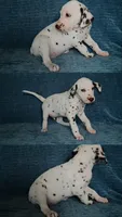 Copper, a male Dalmatian for sale in Plano, TX – Photo 3 of 4