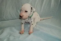 Copper, a male Dalmatian for sale in Plano, TX – Photo 4 of 4