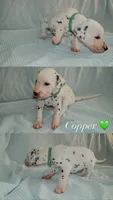 Copper, a male Dalmatian for sale in Plano, TX – Photo 2 of 4