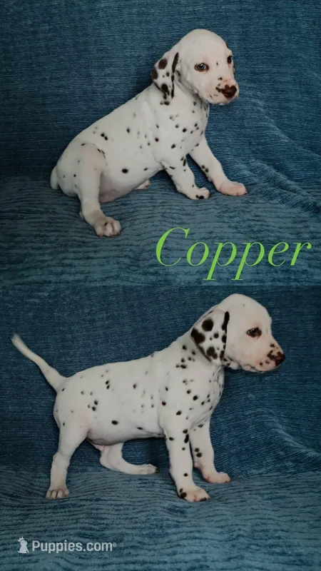 Copper – Dalmatian puppy for sale in Plano, TX