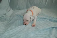 Wasabi, a female Dalmatian for sale in Plano, TX – Photo 4 of 4