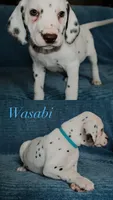 Wasabi, a female Dalmatian for sale in Plano, TX – Photo 1 of 4