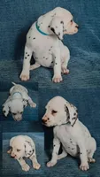 Wasabi, a female Dalmatian for sale in Plano, TX – Photo 2 of 4