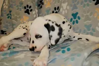 Dandelion, a female Dalmatian for sale in Plano, TX – 4 of 5