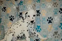 Dandelion, a female Dalmatian for sale in Plano, TX – 3 of 5