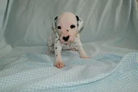 Dandelion, a female Dalmatian for sale in Plano, TX – Photo 4 of 5