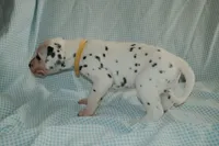 Dandelion, a female Dalmatian for sale in Plano, TX – Photo 5 of 5