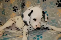 Dandelion, a female Dalmatian for sale in Plano, TX – 5 of 5