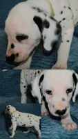 Dandelion, a female Dalmatian for sale in Plano, TX – Photo 2 of 5