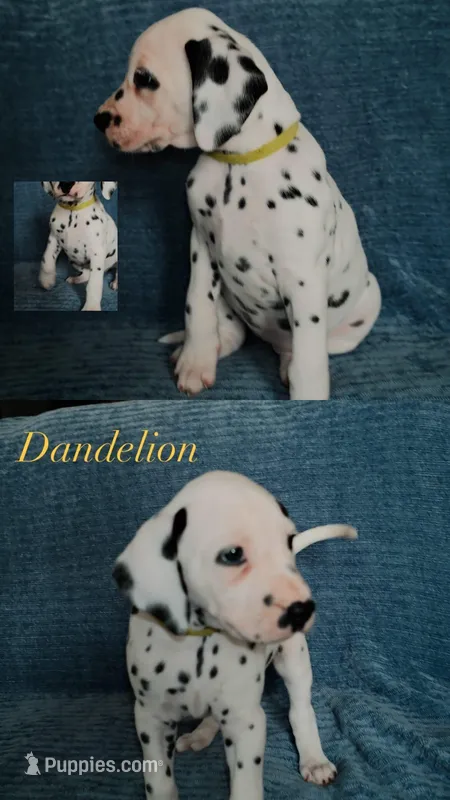 Dandelion – Dalmatian puppy for sale in Plano, TX