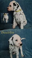 Dandelion, a female Dalmatian for sale in Plano, TX – Photo 1 of 5
