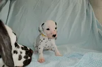 Dandelion, a female Dalmatian for sale in Plano, TX – Photo 3 of 5