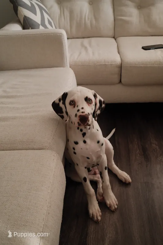 Lucas – Dalmatian puppy for sale in Plano, TX