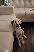 Lucas, a male Dalmatian for sale in Plano, TX – 1 of 4