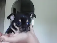 Raisin, a male Chihuahua for sale in Springfield, MO – Photo 2 of 2