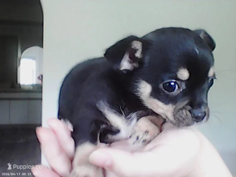 Raisin – Chihuahua puppy for sale in Springfield, MO
