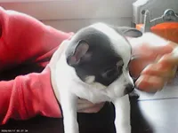 Craisin, a female Chihuahua for sale in Springfield, MO – Photo 3 of 3