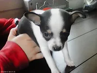 Craisin, a female Chihuahua for sale in Springfield, MO – Photo 2 of 3