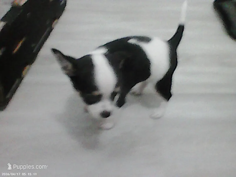 Craisin – Chihuahua puppy for sale in Springfield, MO