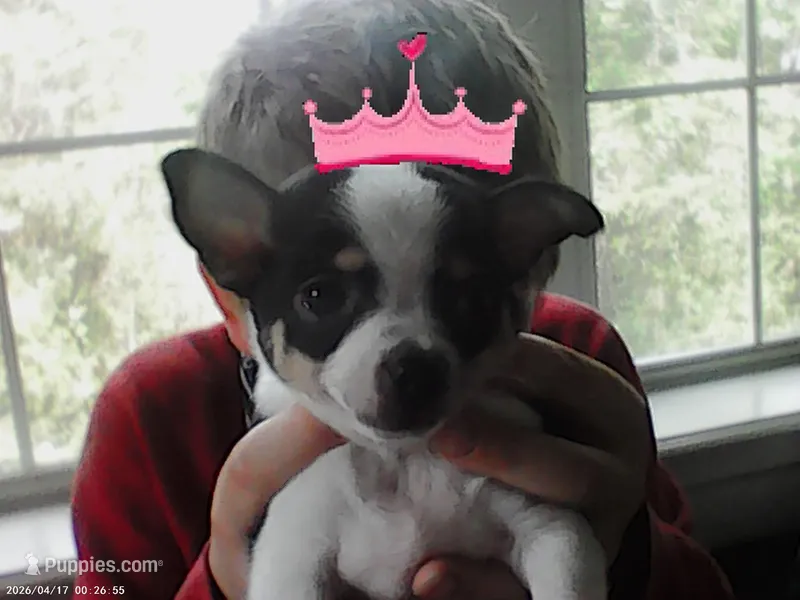 Craisin – Chihuahua puppy for sale in Springfield, MO