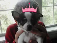 Craisin, a female Chihuahua for sale in Springfield, MO – Photo 1 of 3