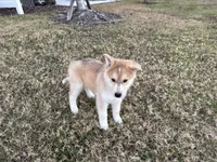 Cayenne, a male Siberian Husky for sale in Tampa, FL – Photo 1 of 3